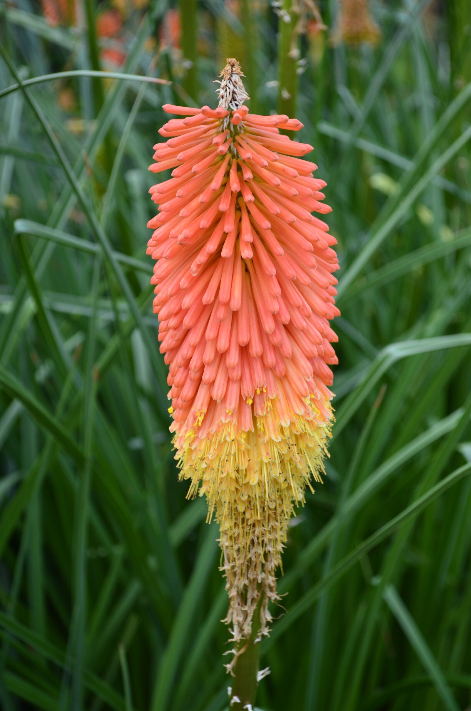 Nikon D5100 sample photo. Floral, nature, multi photography