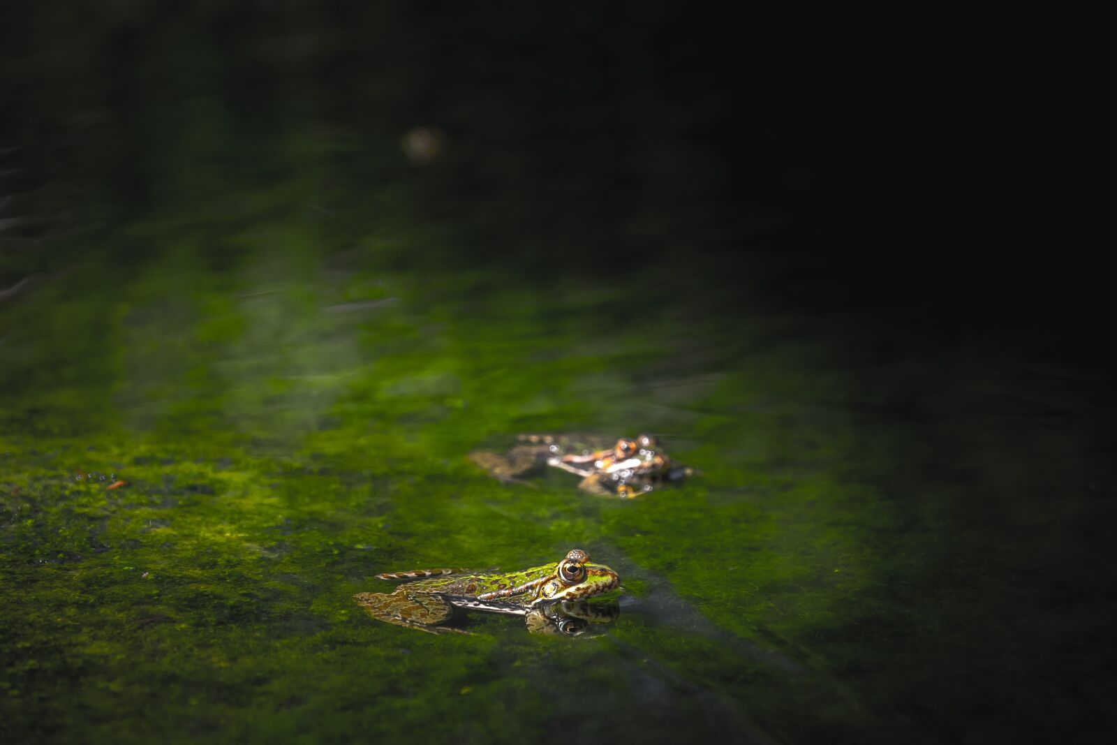 Fujifilm XF 18-135mm F3.5-5.6 R LM OIS WR sample photo. Frogs, reptiles, moss photography