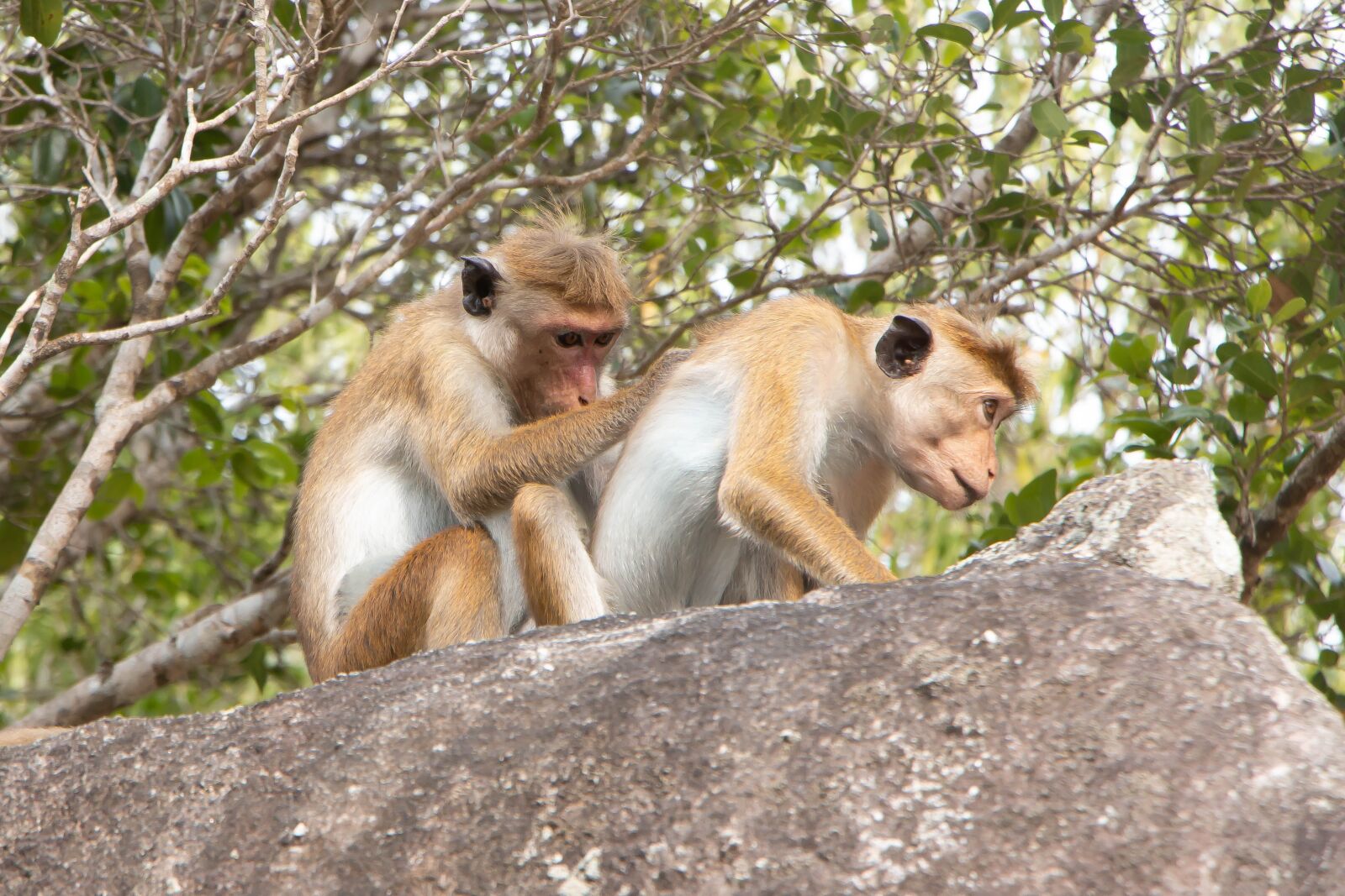 Canon EOS 70D sample photo. "Toque macaque, monkey, animal" photography
