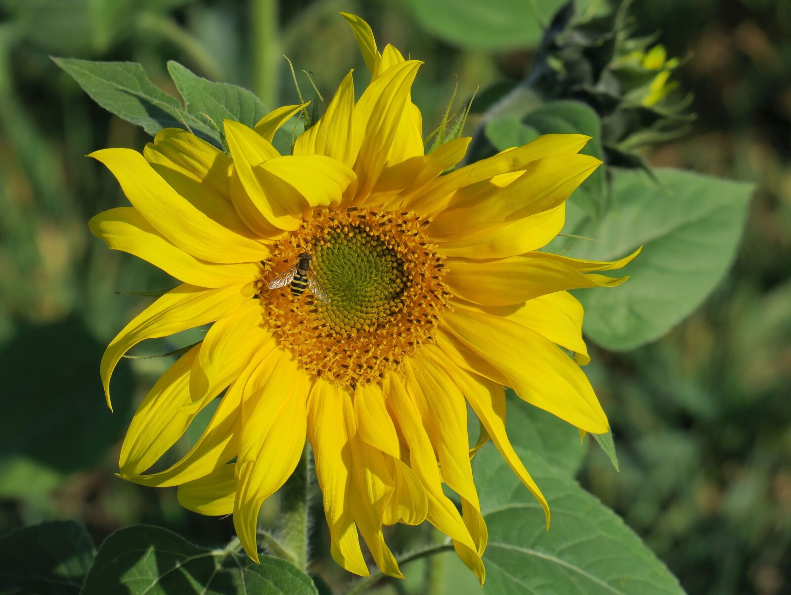 Canon PowerShot G3 X sample photo. Sunflower in october, autumn photography