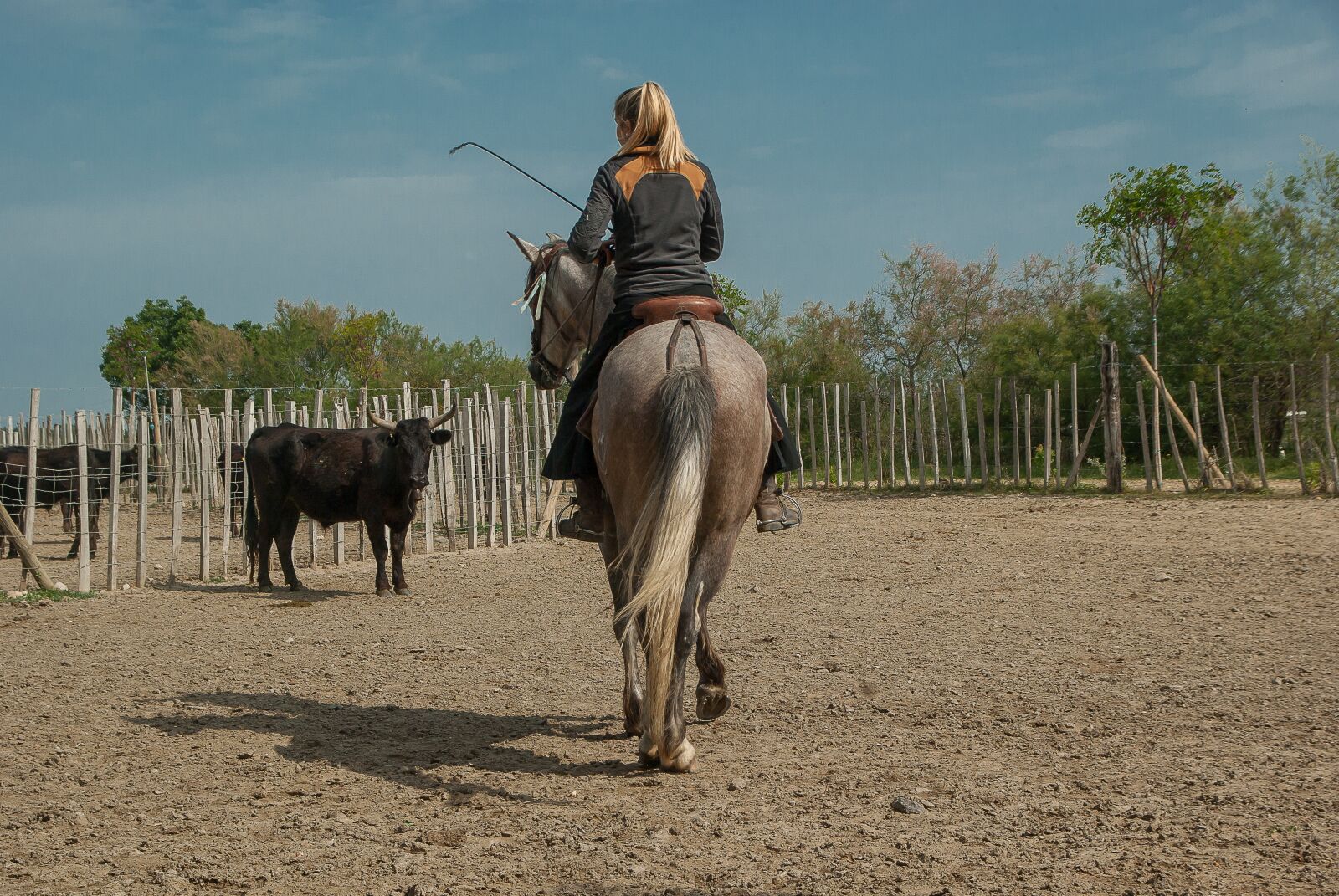 Pentax K10D sample photo. Camargue, horse, bulls photography