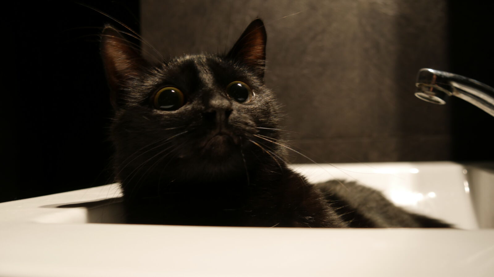 Panasonic Lumix DMC-G7 sample photo. Black, cat, eyes, sink photography