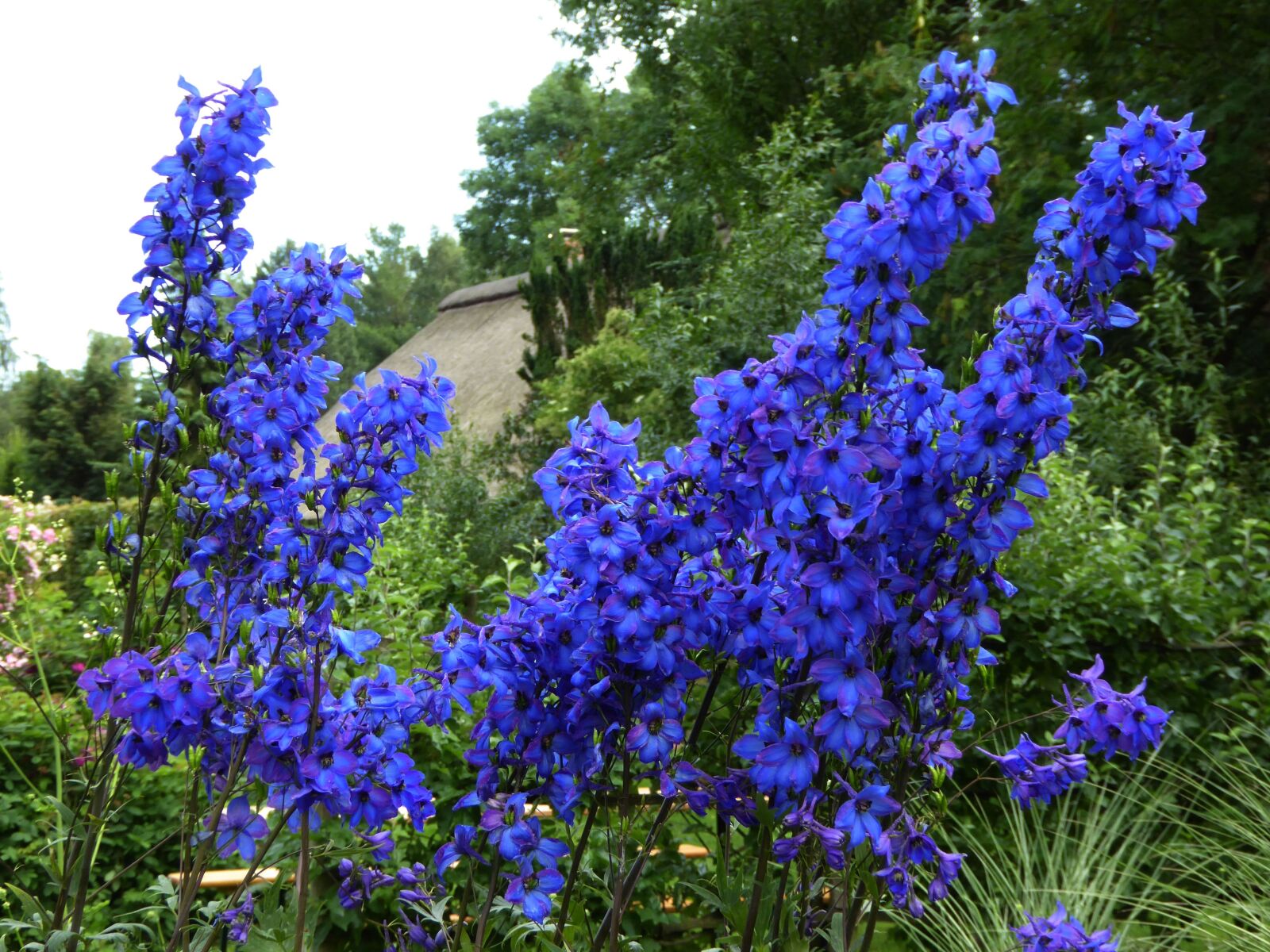 Panasonic DMC-TZ61 sample photo. Blue flowers, umbel, ornamental photography