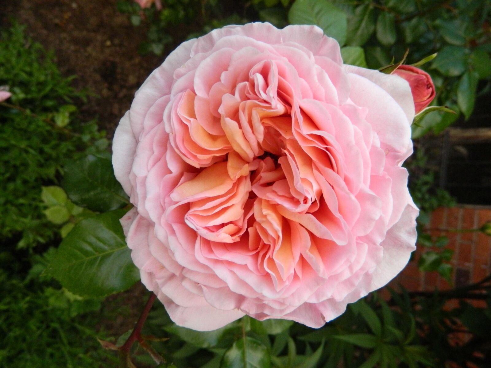 Nikon Coolpix L120 sample photo. Rose, filled rose, rose photography