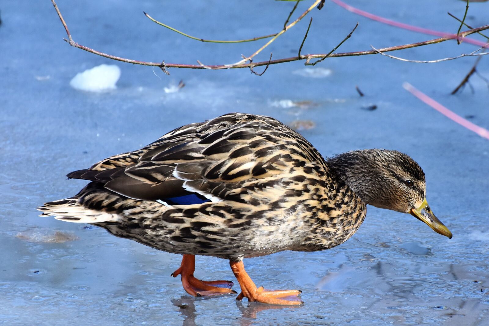 Nikon D7200 sample photo. Duck, water bird, mallard photography