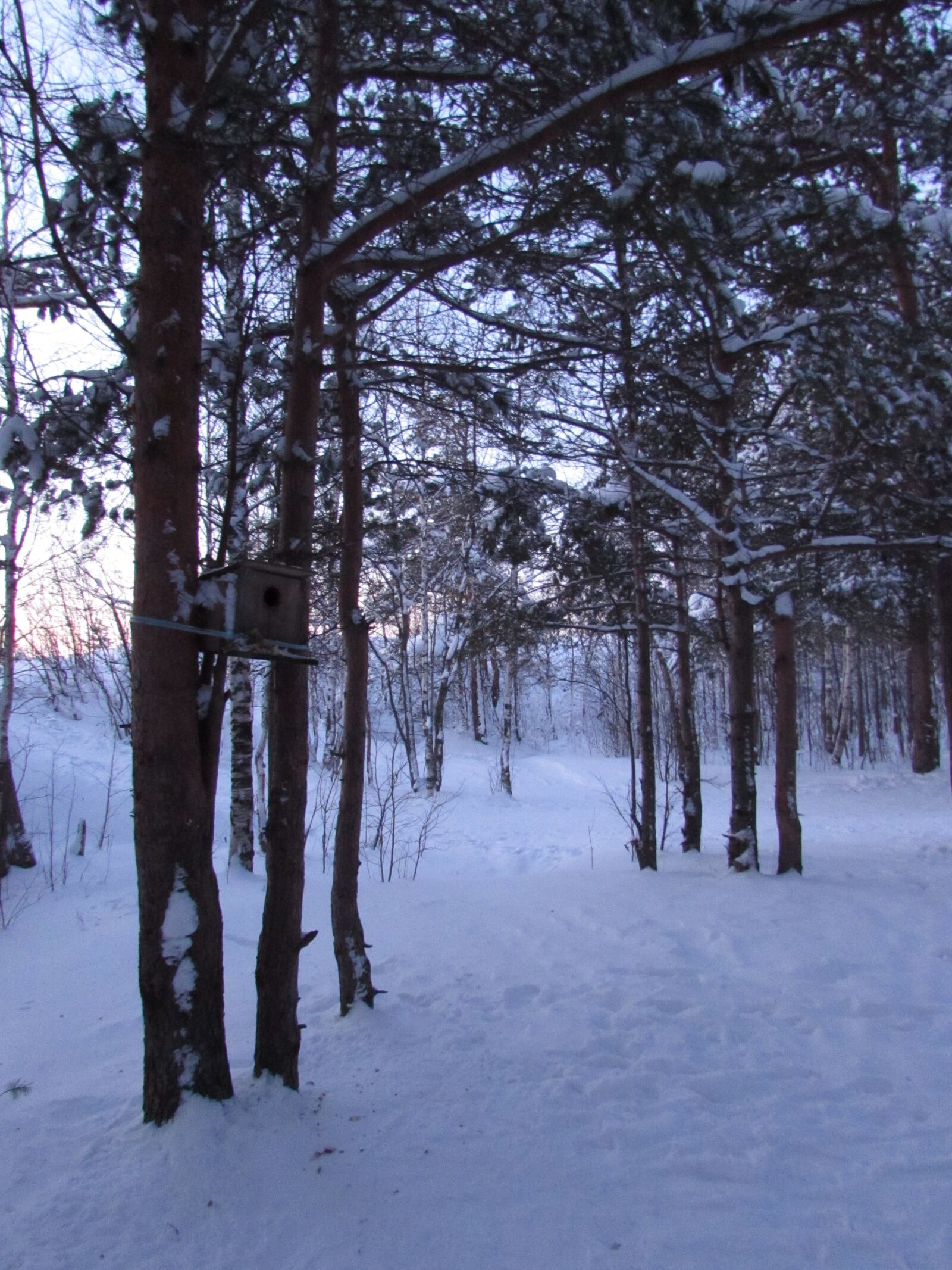 Canon PowerShot SX510 HS sample photo. Birdhouse, pinery, winter photography
