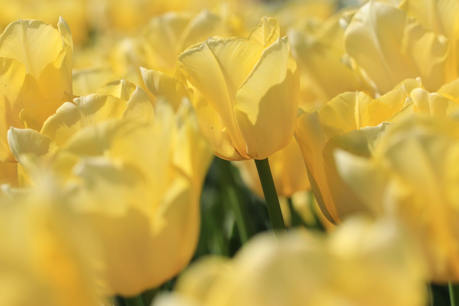 Canon EOS 80D sample photo. Tulips, yellow, spring photography