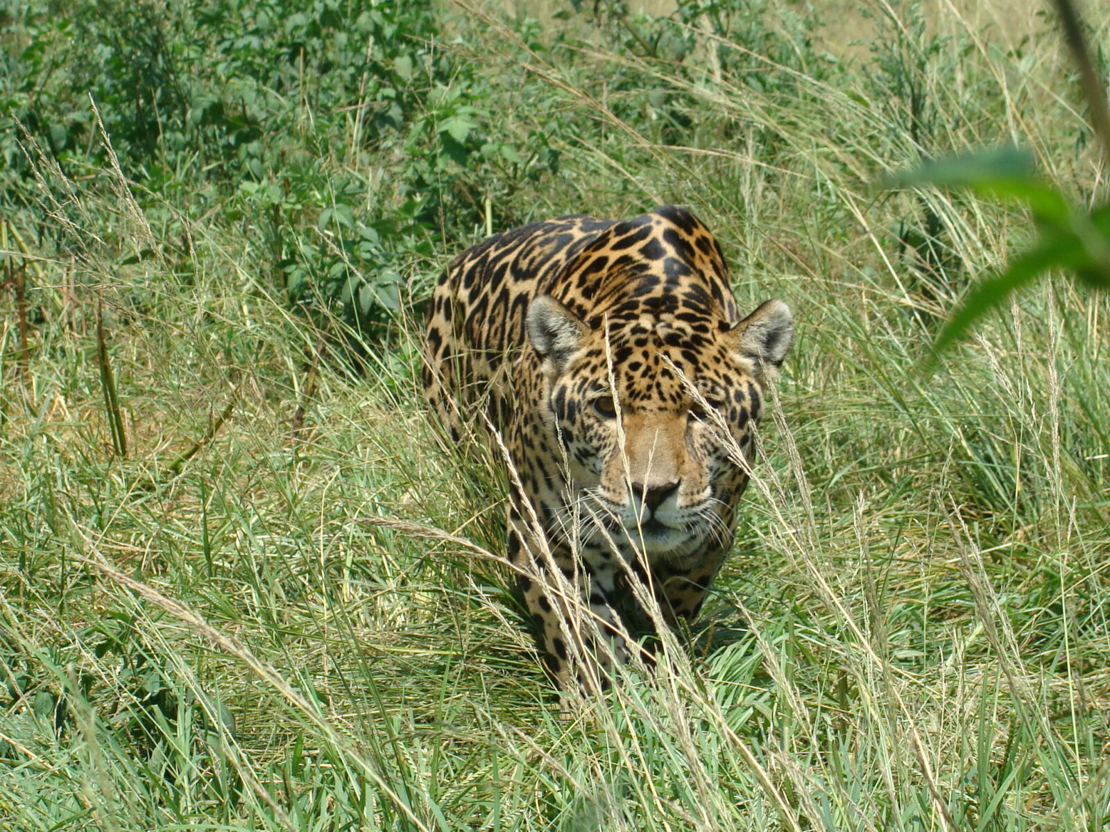 Sony Cyber-shot DSC-H10 sample photo. Male, jaguar, predator photography