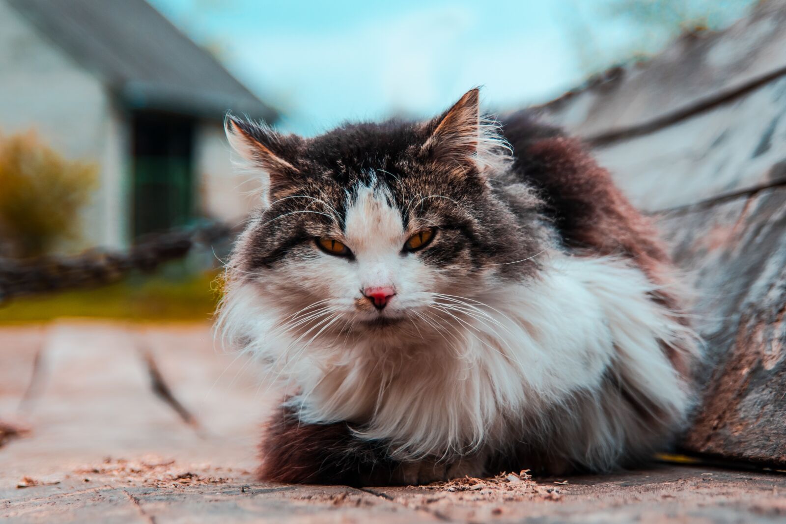 Canon EOS 700D (EOS Rebel T5i / EOS Kiss X7i) sample photo. Cat, fluffy, mysterious photography