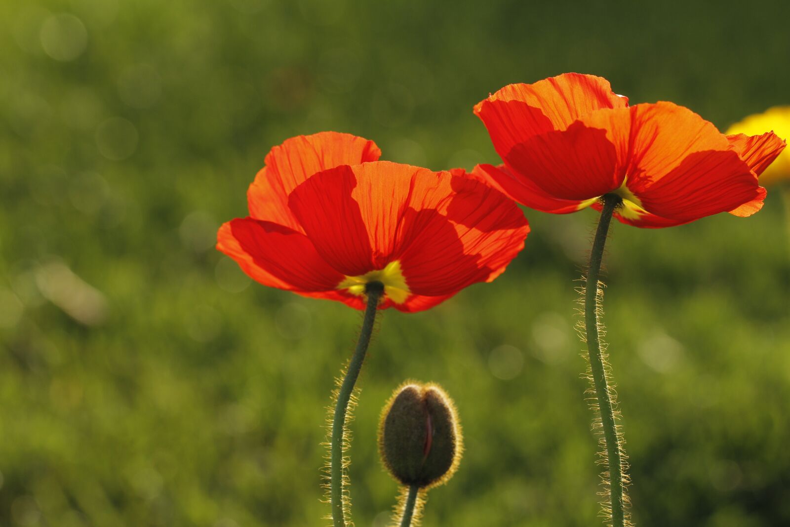 Canon EF 100mm F2.8L Macro IS USM sample photo. Poppies, california, orange photography