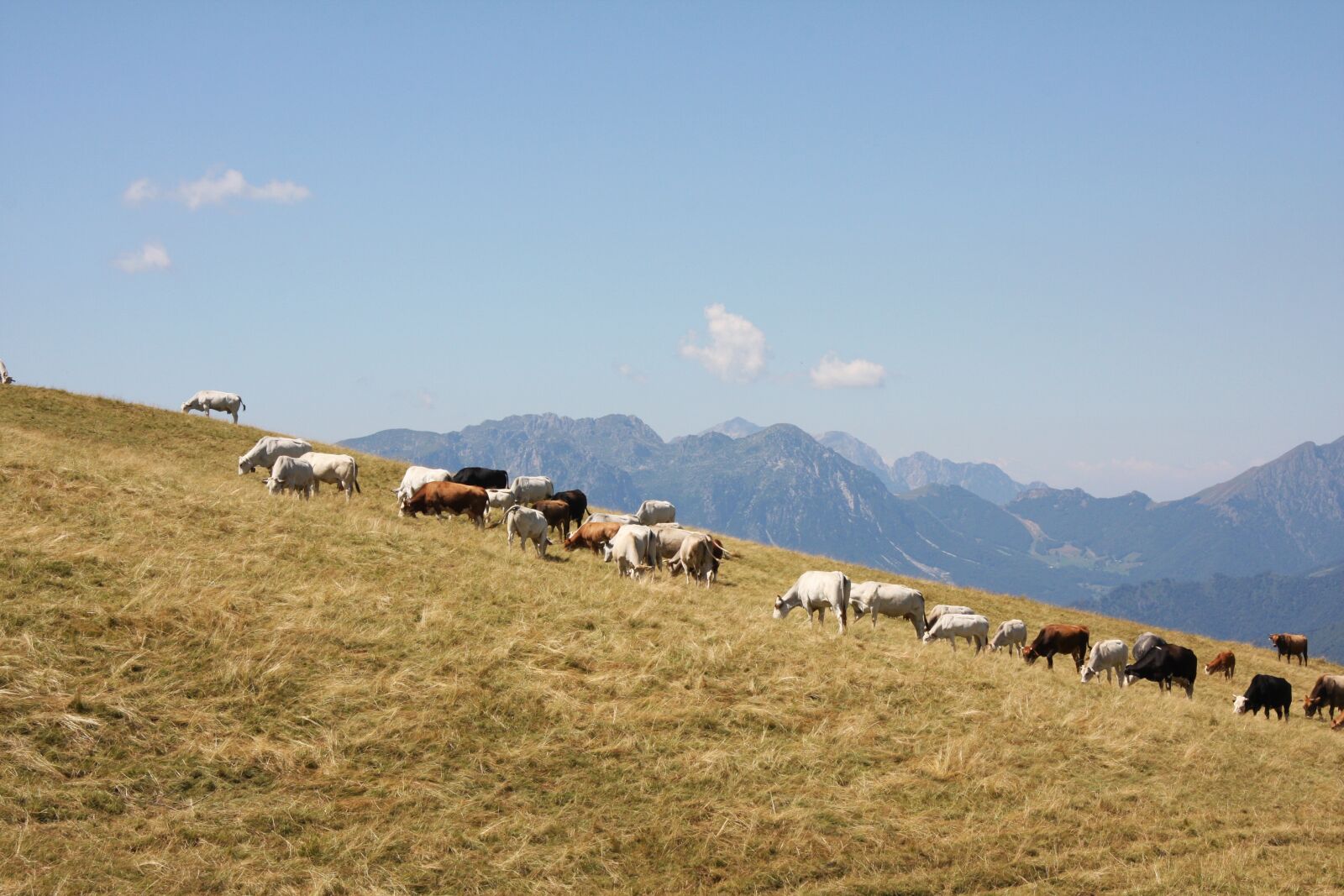 Canon EOS 40D sample photo. Herd, cows, animal photography