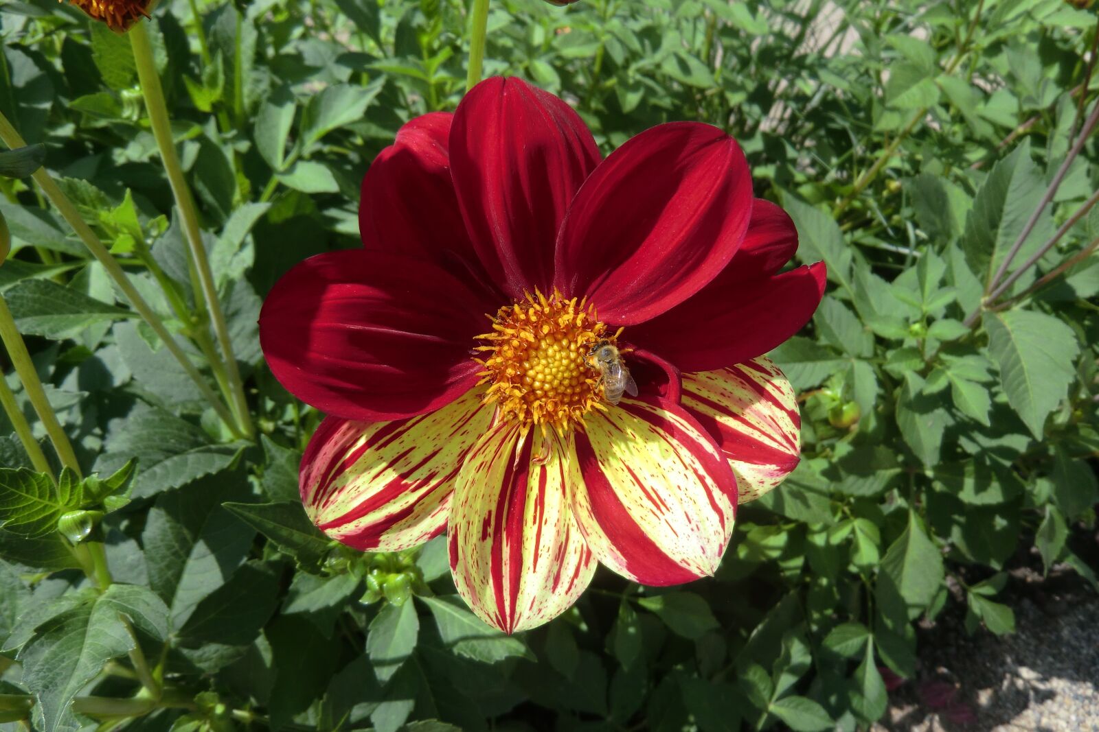 CASIO EX-H15 sample photo. Flower with bee, red photography