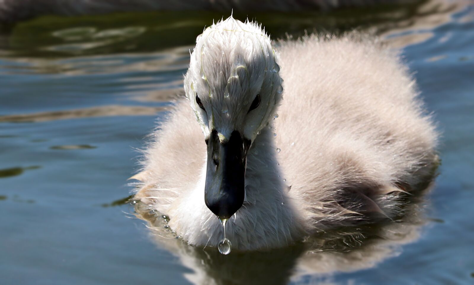Canon EOS 80D sample photo. Swan, swan baby, baby photography