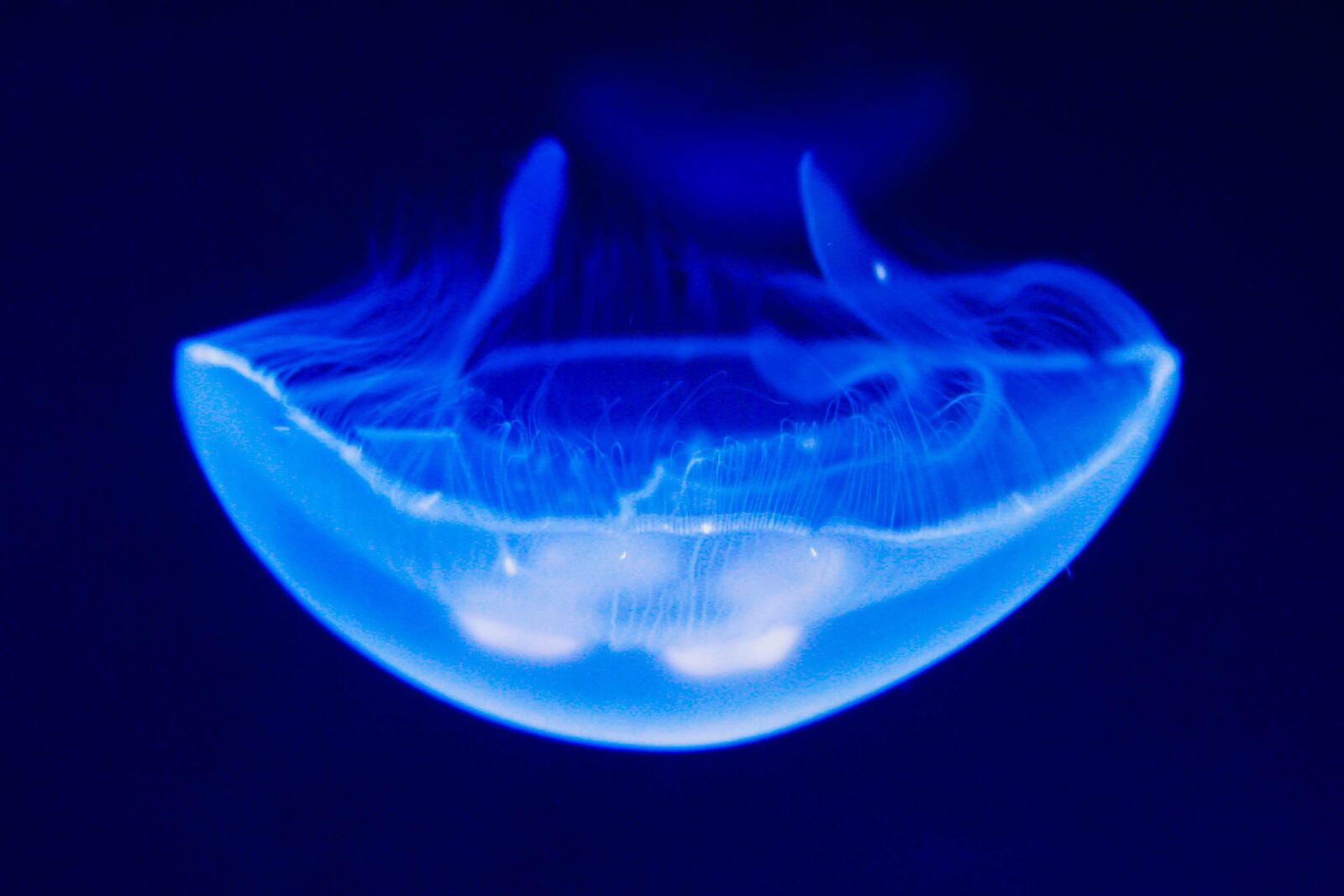 Canon EOS 20D sample photo. Relaxation, medusa, sea photography