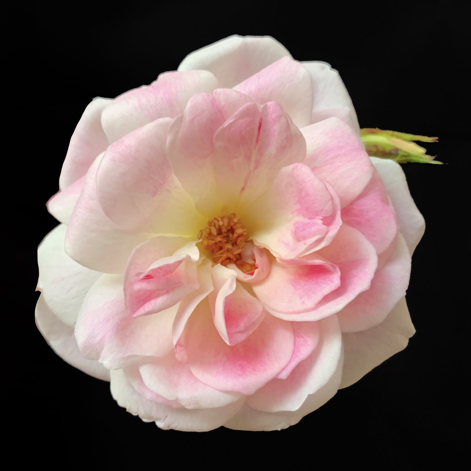 iPhone XS back dual camera 4.25mm f/1.8 sample photo. Rose, briar, nature photography