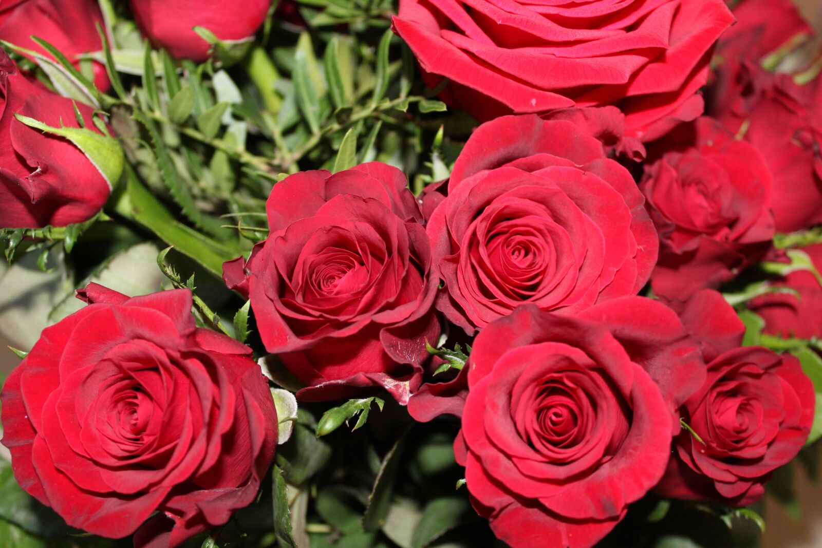 Canon EOS 1200D (EOS Rebel T5 / EOS Kiss X70 / EOS Hi) sample photo. Roses, red, red roses photography