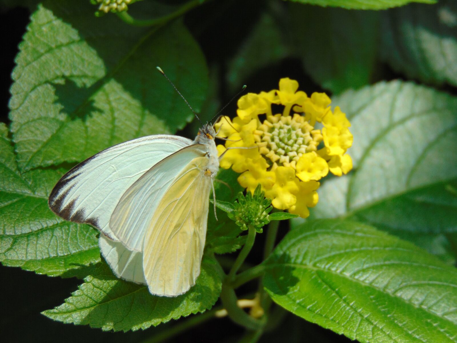 Sony Cyber-shot DSC-H300 sample photo. Butterfly, spring, floral photography