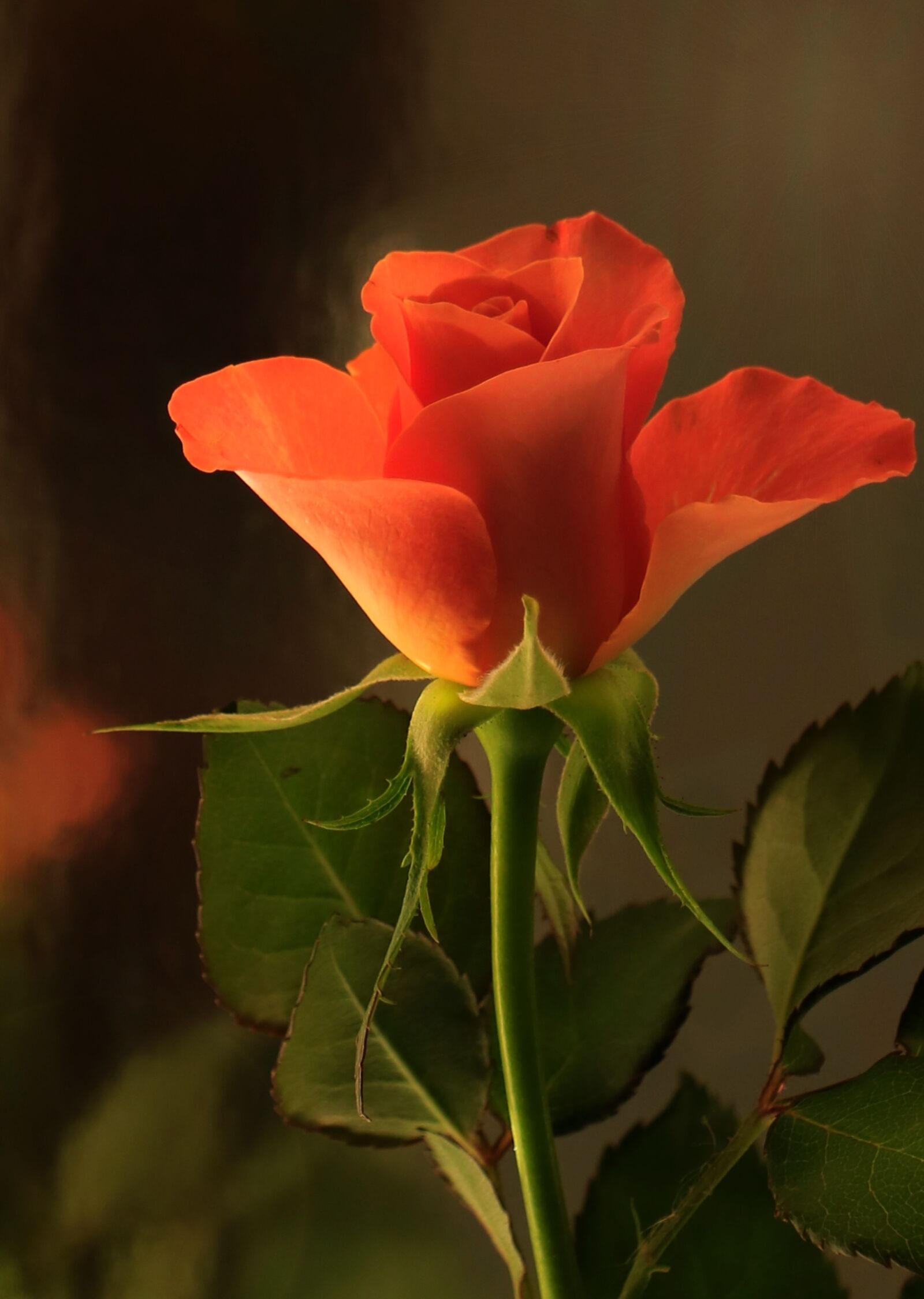 Canon EOS 760D (EOS Rebel T6s / EOS 8000D) sample photo. Flower, nature, plant photography