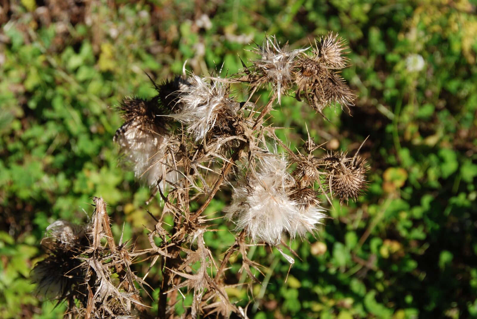 Nikon D80 sample photo. Thistle, arid, dry photography
