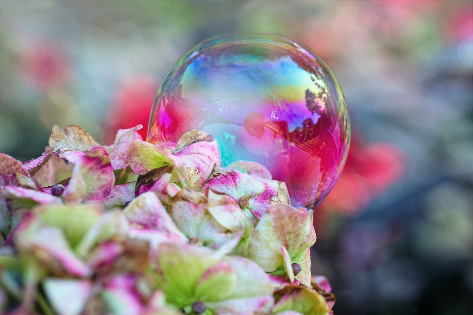 Canon EOS 5D Mark III sample photo. Bubble, flowers, nature photography