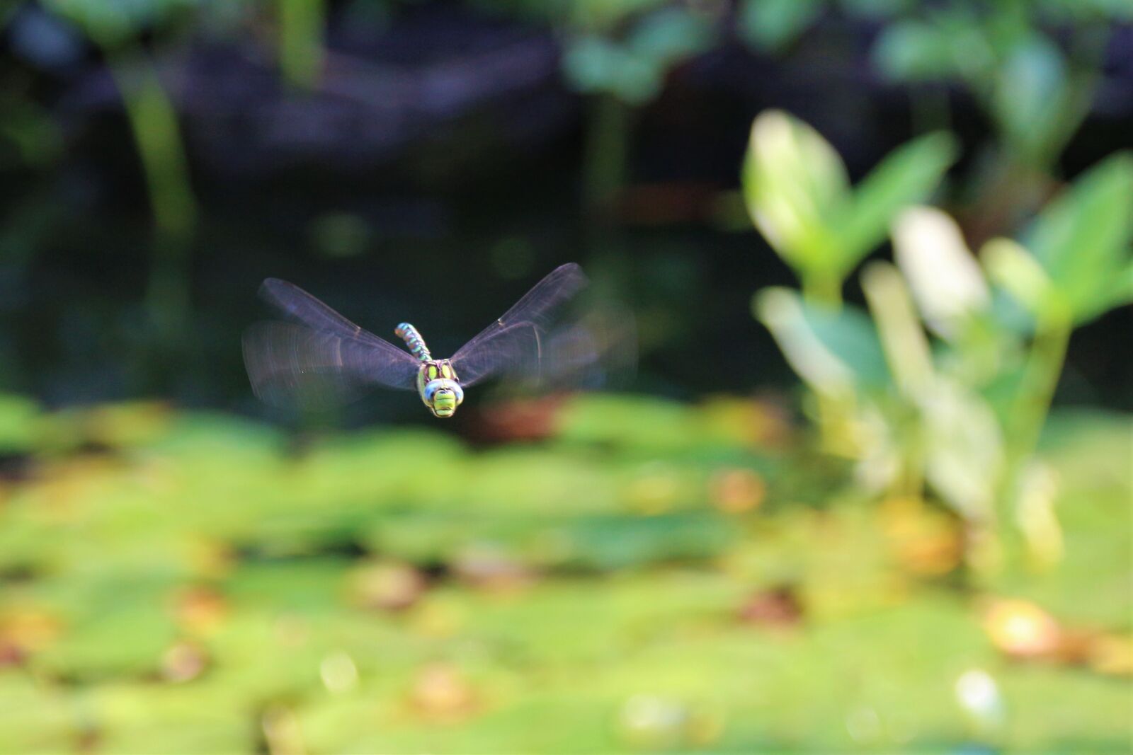 Canon EOS 700D (EOS Rebel T5i / EOS Kiss X7i) sample photo. Dragonfly, insect, flight photography