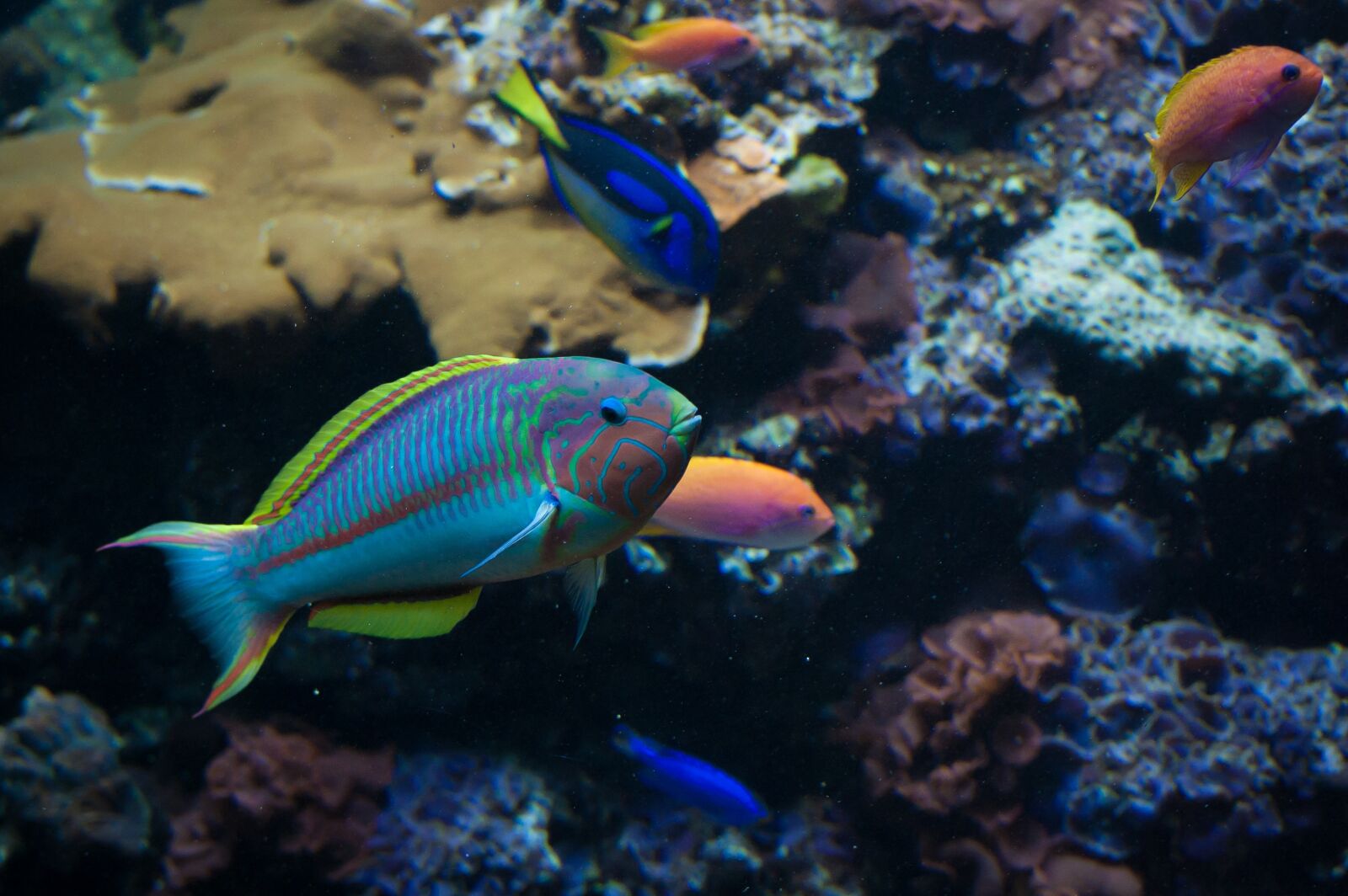 Nikon D40 sample photo. Aquarium, salt, fish photography
