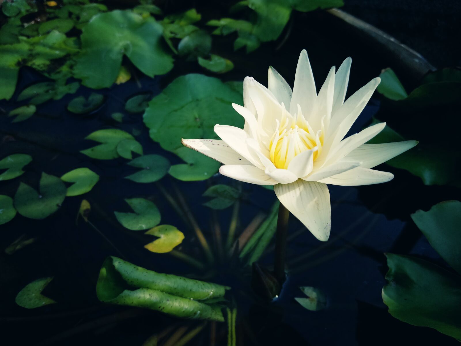 OPPO F9 sample photo. Lotus, flower, blossom photography