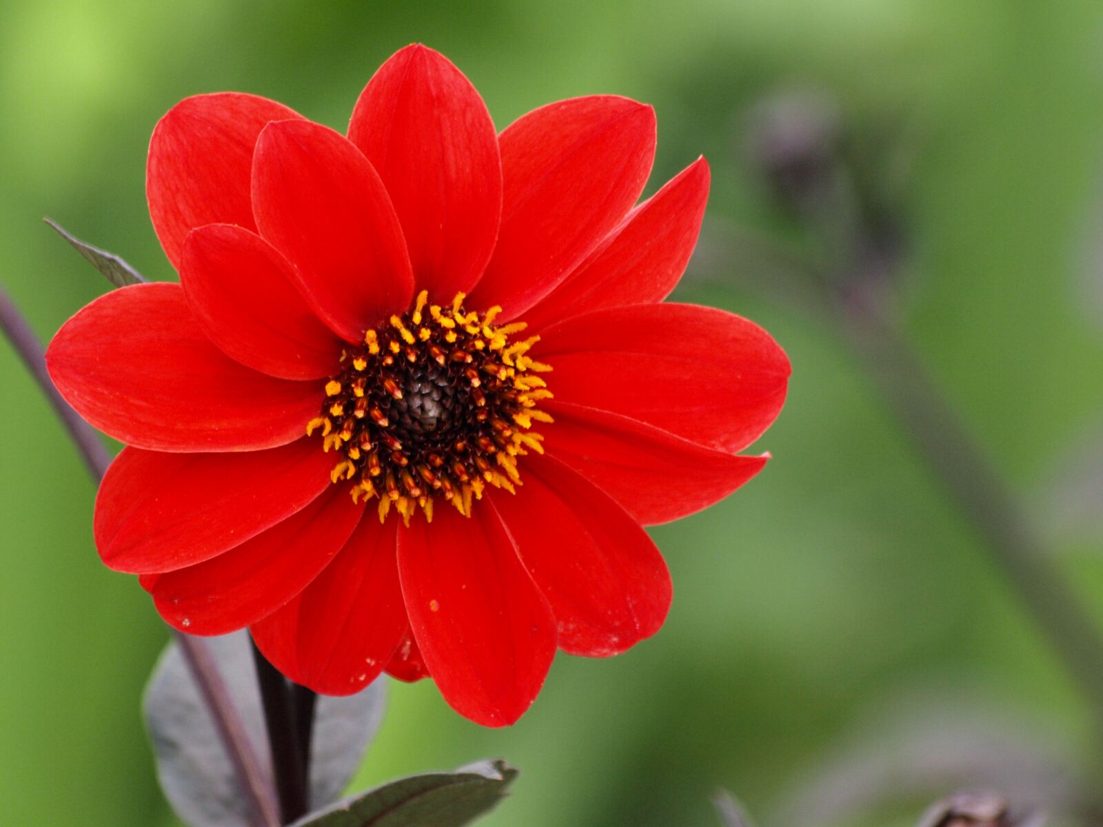 Olympus E-510 (EVOLT E-510) sample photo. Plant, flowers, dahlia photography