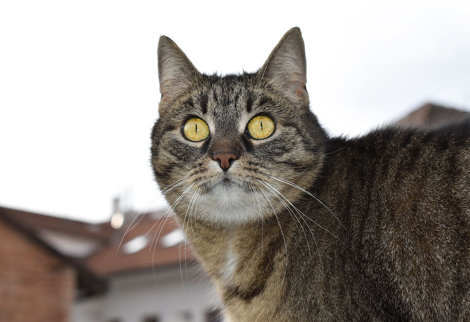 Nikon D3500 sample photo. Cat, animal, eyes photography