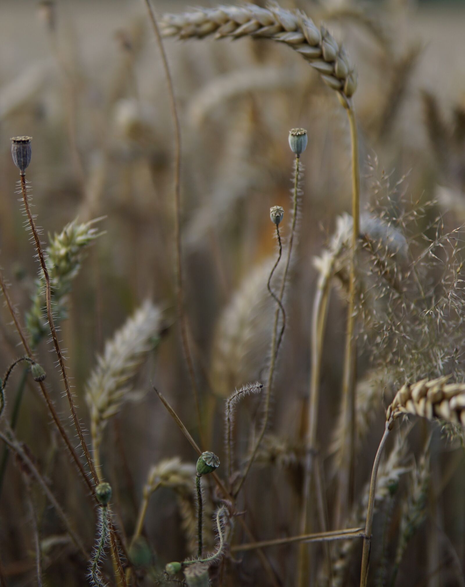 Sony a6000 + 30mm F1.4 DC DN | Contemporary 016 sample photo. Wheat, close up, cereals photography