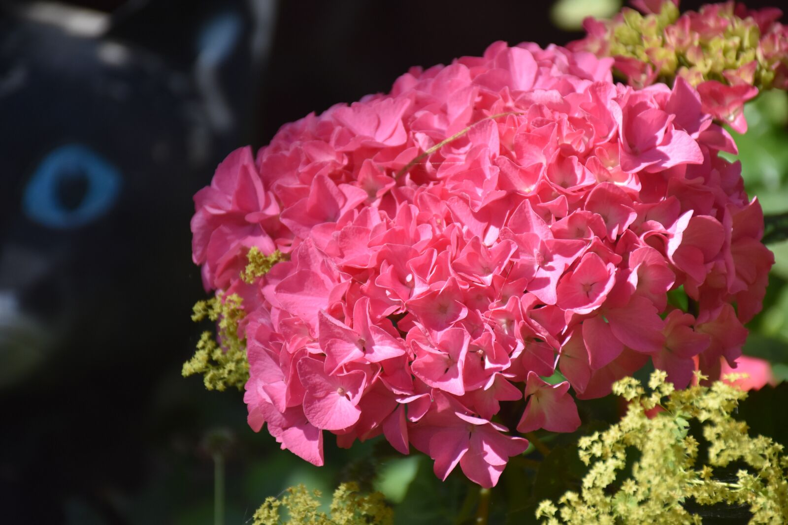 Nikon D7200 sample photo. Hydrangea, blossom, bloom photography