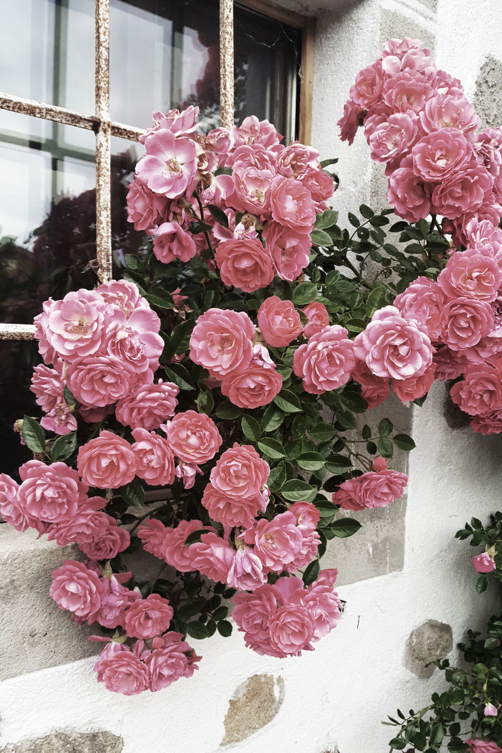 Samsung Galaxy S6 sample photo. Roses, pink, romantic photography