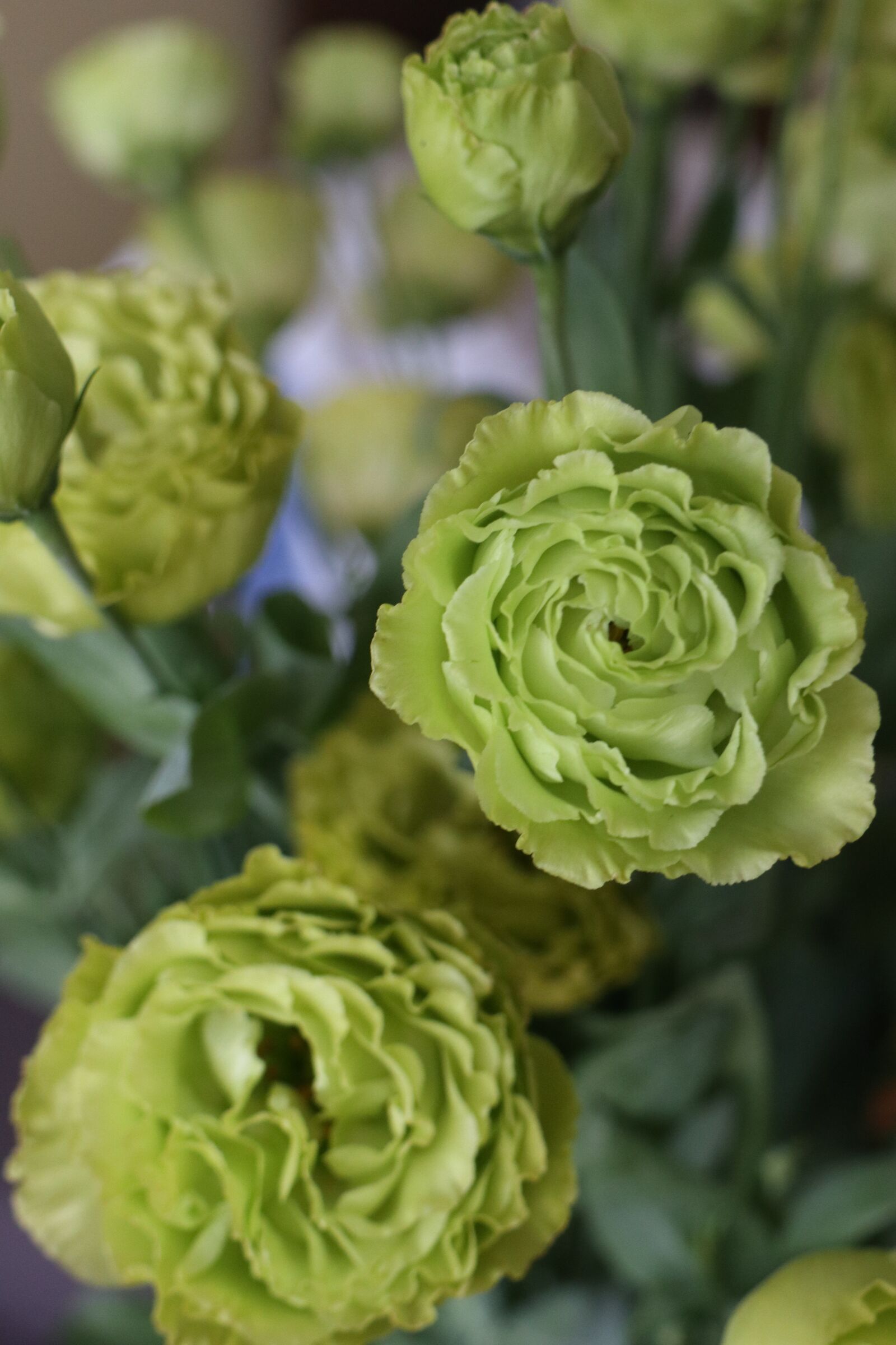 Canon EOS M6 sample photo. Flowers, bouquet, eustoma photography