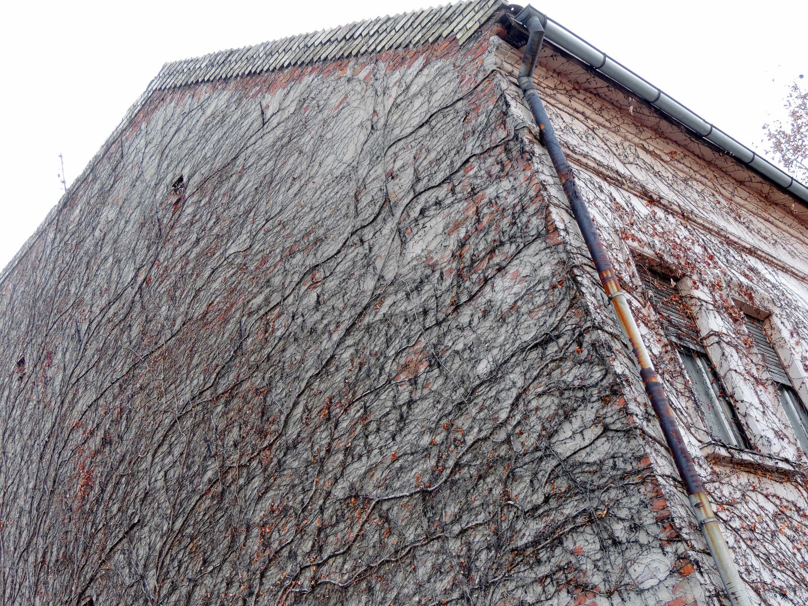 Nikon Coolpix P520 sample photo. Ivy, old, barn, structure photography