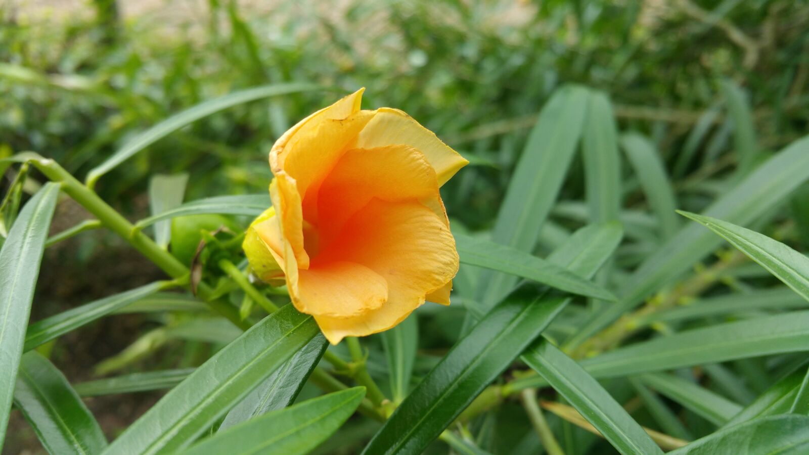 Samsung Galaxy Note4 sample photo. Flower, yellow to red photography