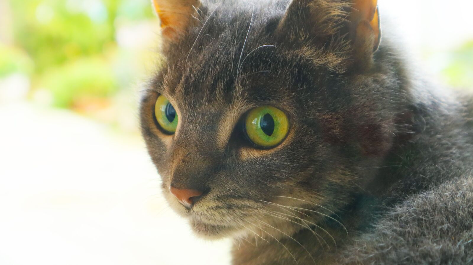 Canon EF-M 15-45mm F3.5-6.3 IS STM sample photo. Cat, close up, animal photography