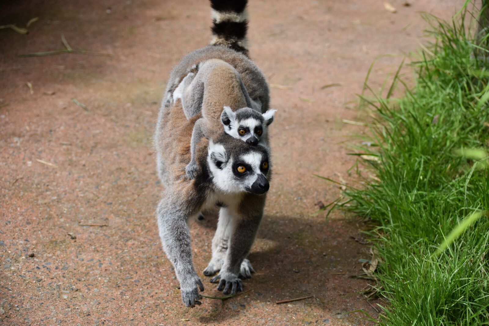 Nikon D5500 sample photo. Lemur, mom with her photography