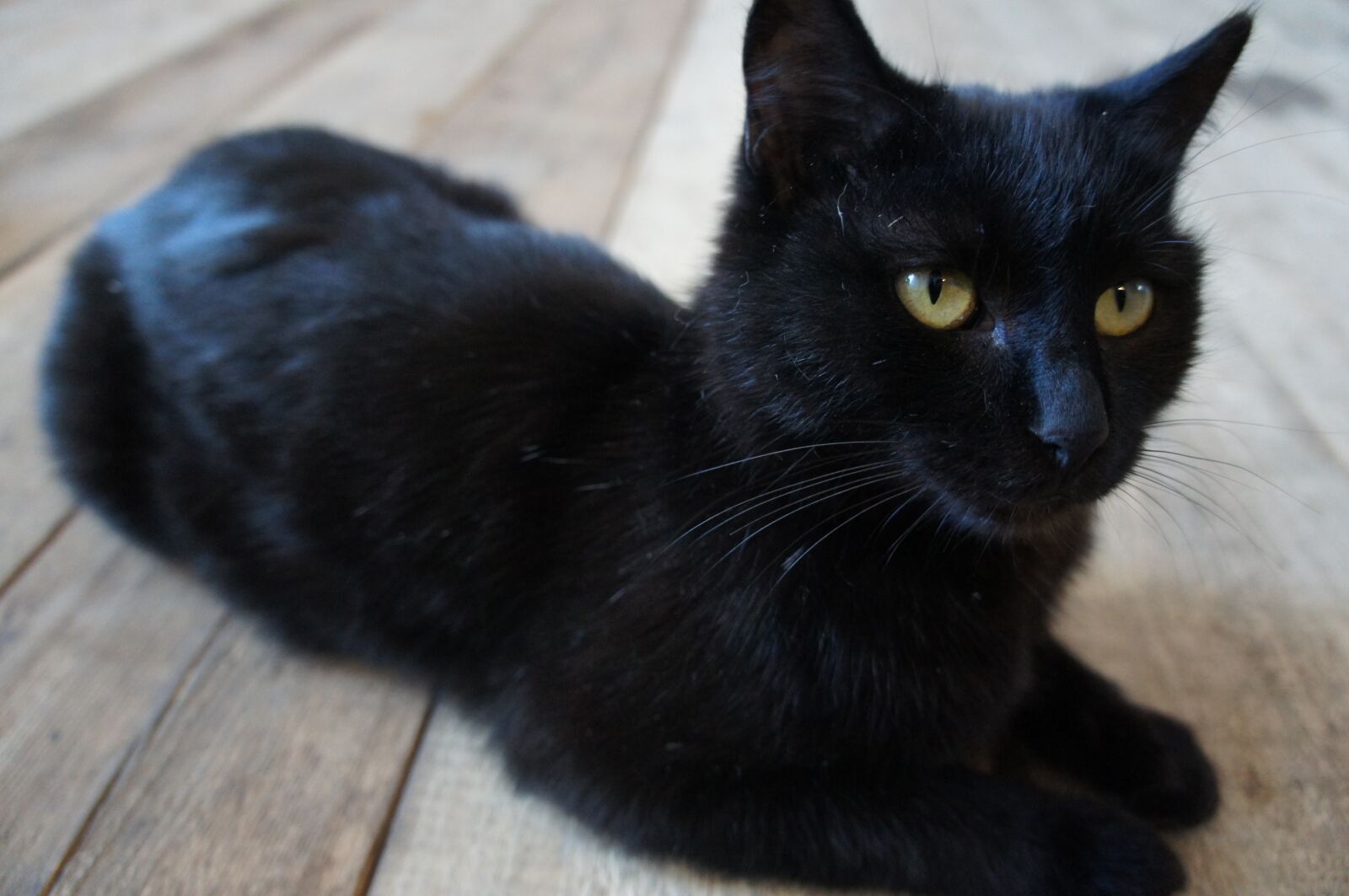 Sony Alpha NEX-C3 + Sony E 18-55mm F3.5-5.6 OSS sample photo. The cat is black photography