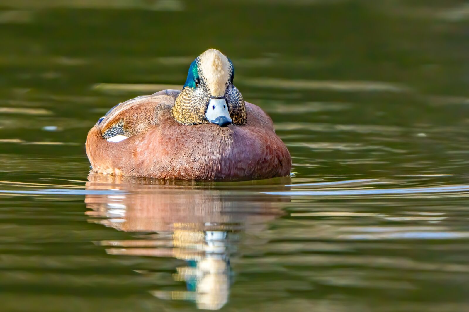 Sony a7R IV sample photo. Duck, water fowl, wildlife photography