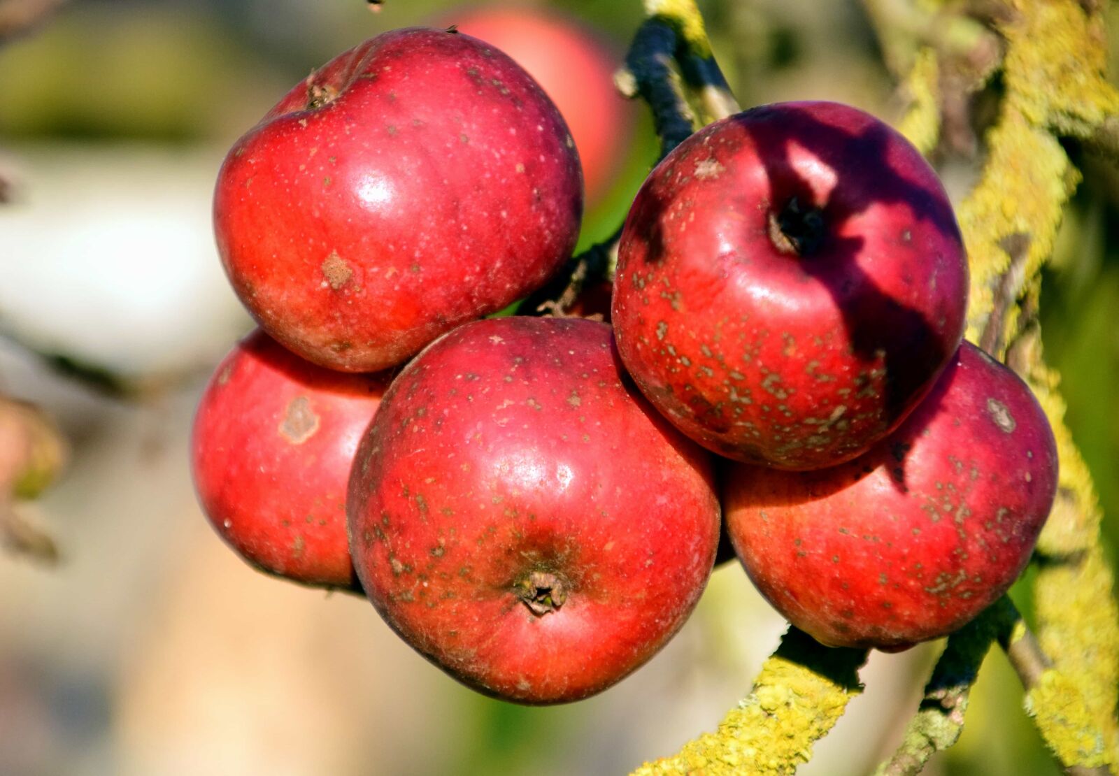 Nikon D3300 sample photo. Food, apple, fruit, nature photography