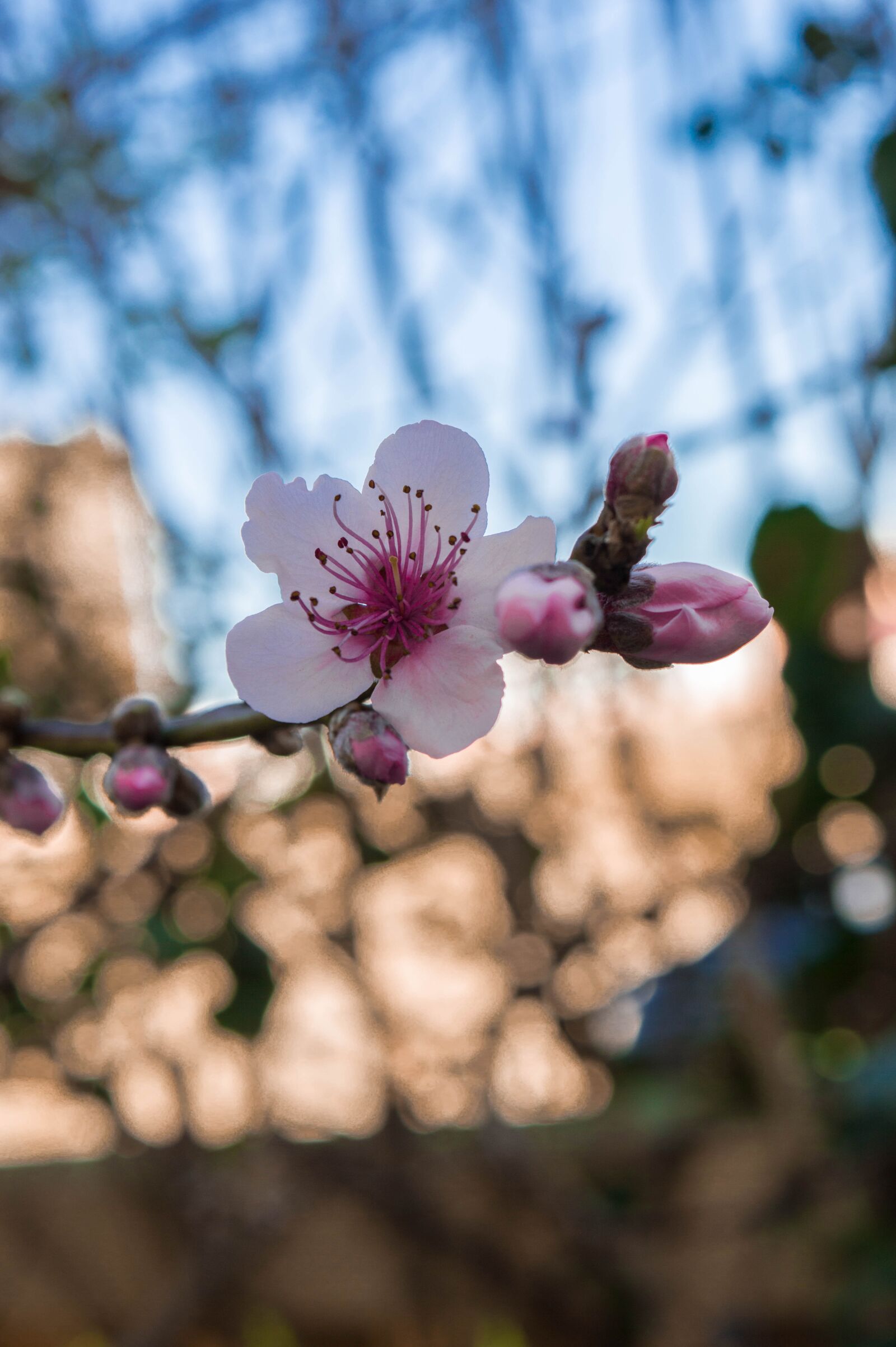 Nikon D3200 sample photo. Flower, nature, green photography