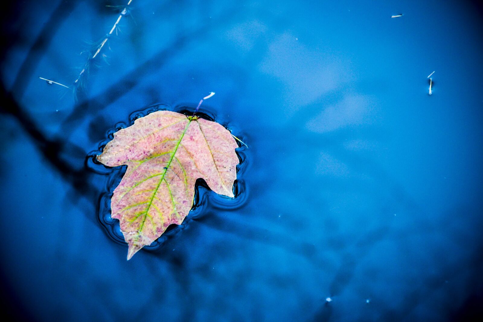 Nikon D3100 sample photo. Sheet, water, autumn photography