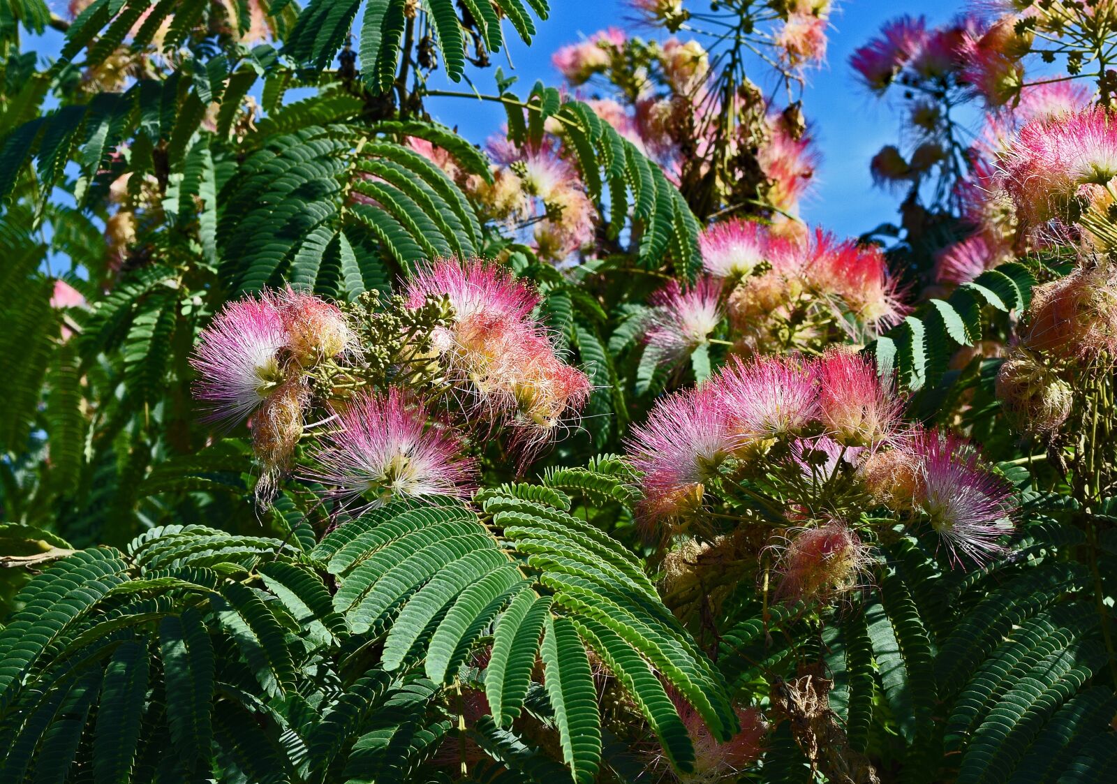 Nikon D3300 sample photo. Red mimosa, flower, blossom photography