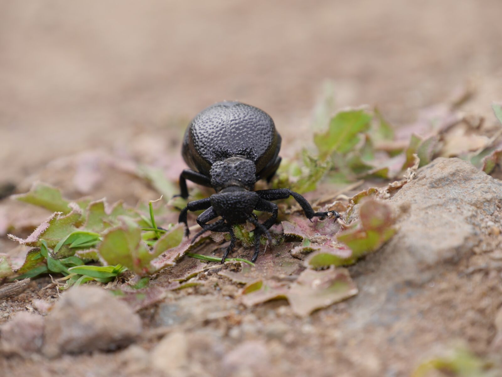 Panasonic Lumix DMC-G6 sample photo. Beatle, black beatle, beetle photography