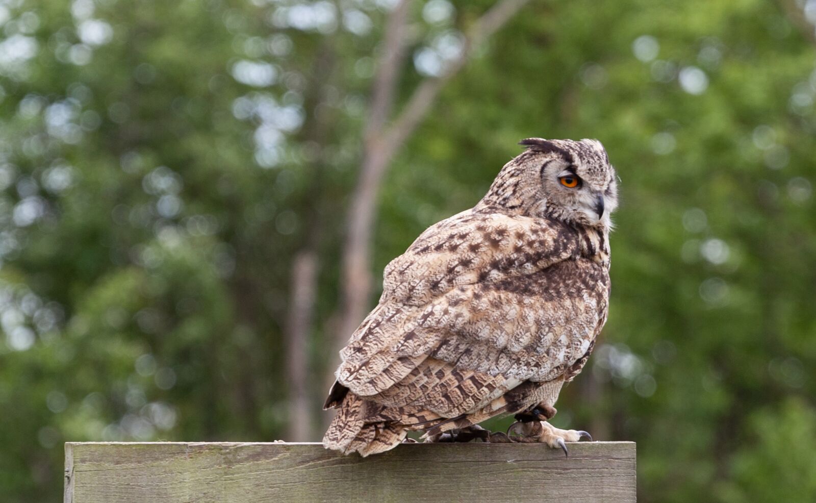 Canon EOS 5D Mark II sample photo. Owl, tawney owl, feathers photography