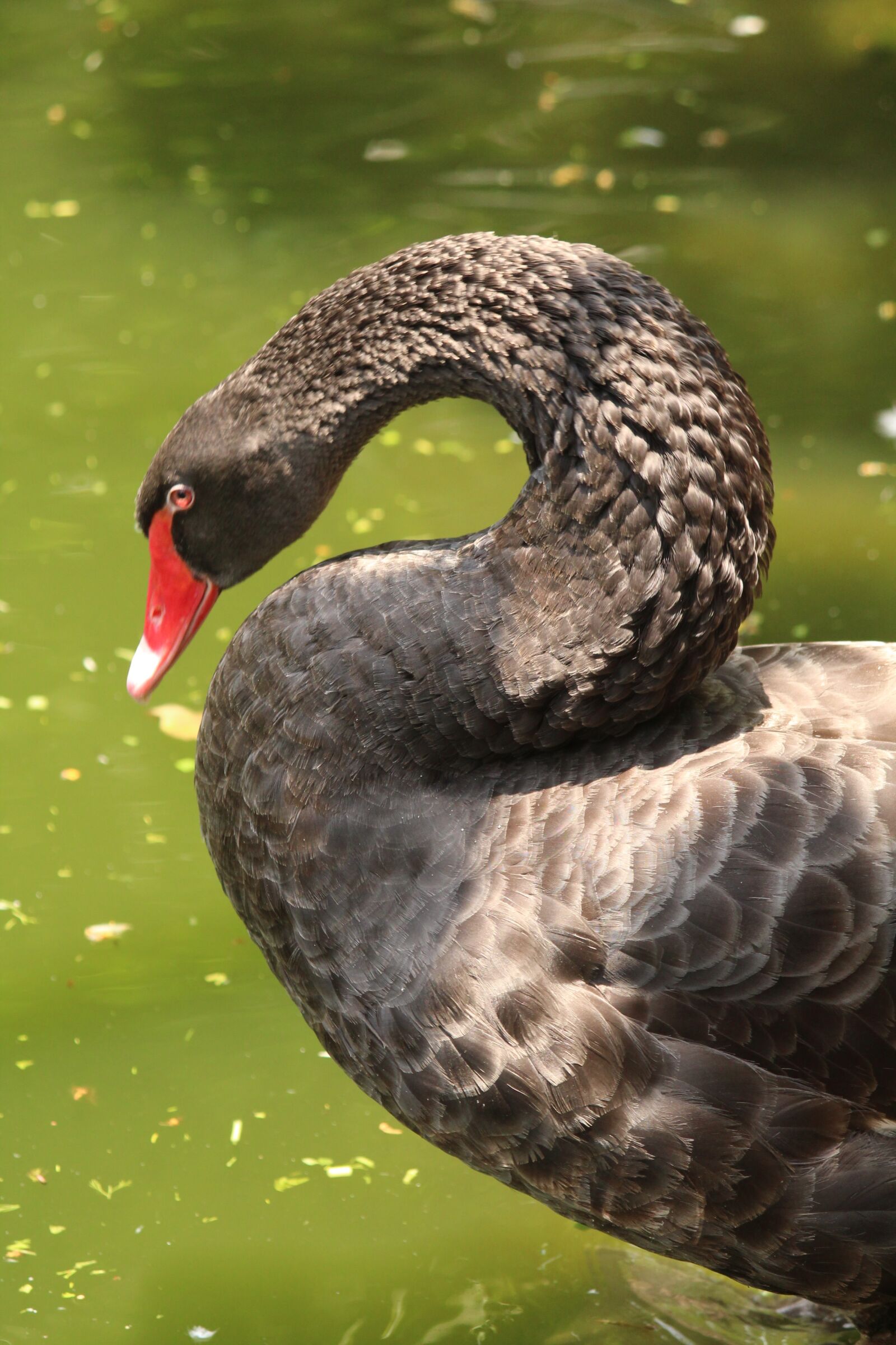 Canon EOS 1300D (EOS Rebel T6 / EOS Kiss X80) sample photo. Birds, swan, lake photography