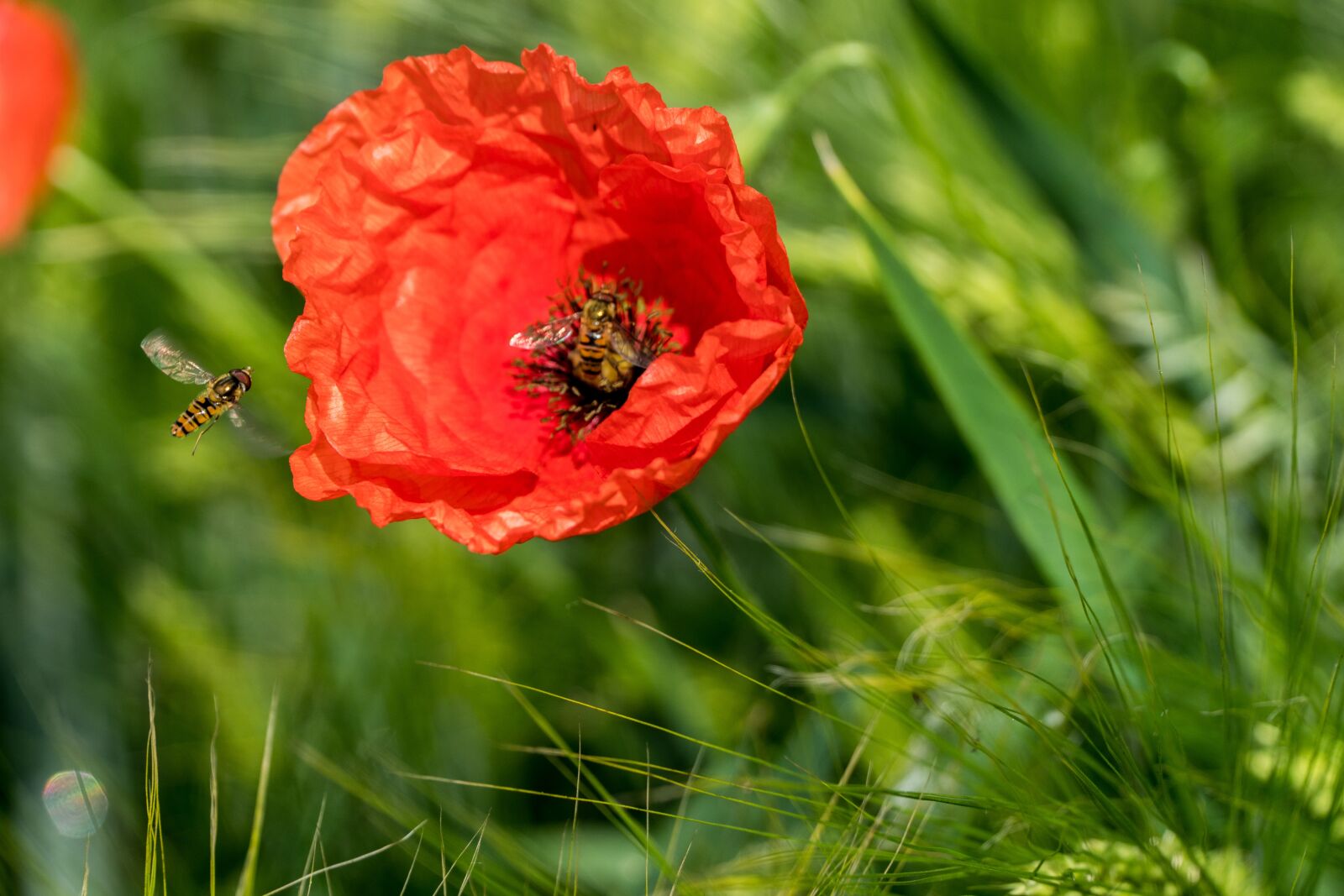 Sony a6300 + Sony E PZ 18-105mm F4 G OSS sample photo. Poppy, green, poppy flower photography