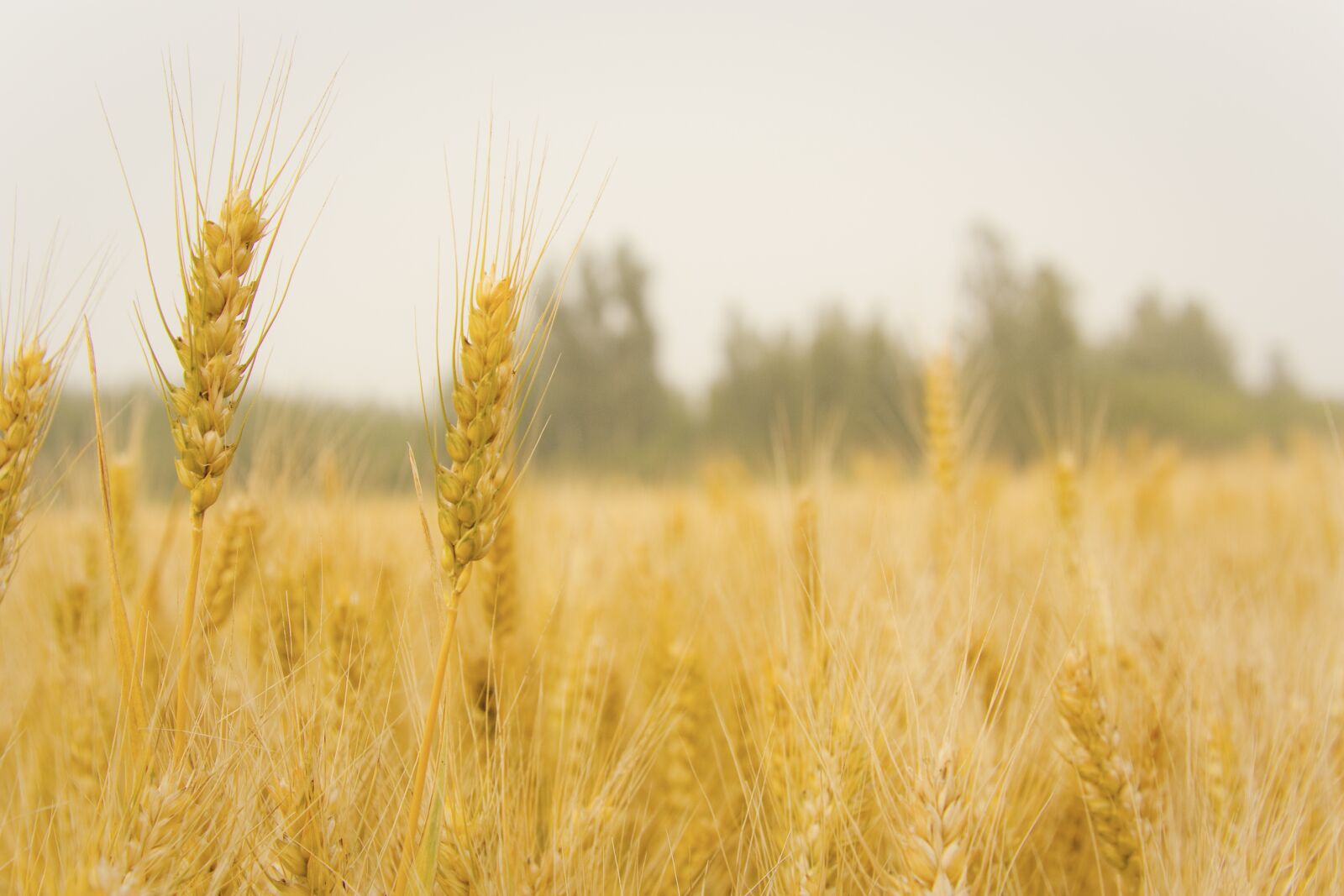 Canon EOS 450D (EOS Rebel XSi / EOS Kiss X2) sample photo. Wheat, in wheat field photography