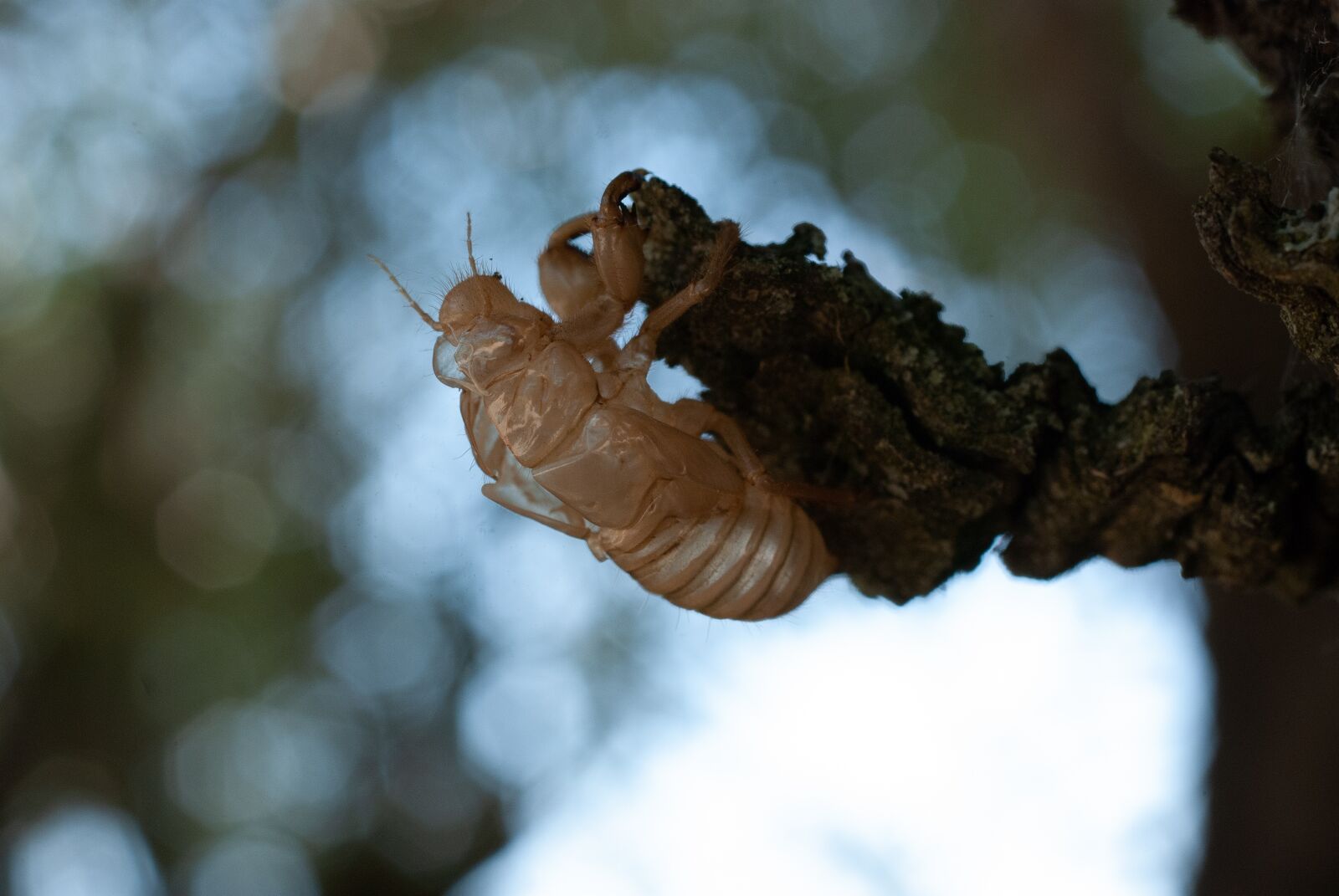 Nikon D80 sample photo. Cicada, macro, close up photography