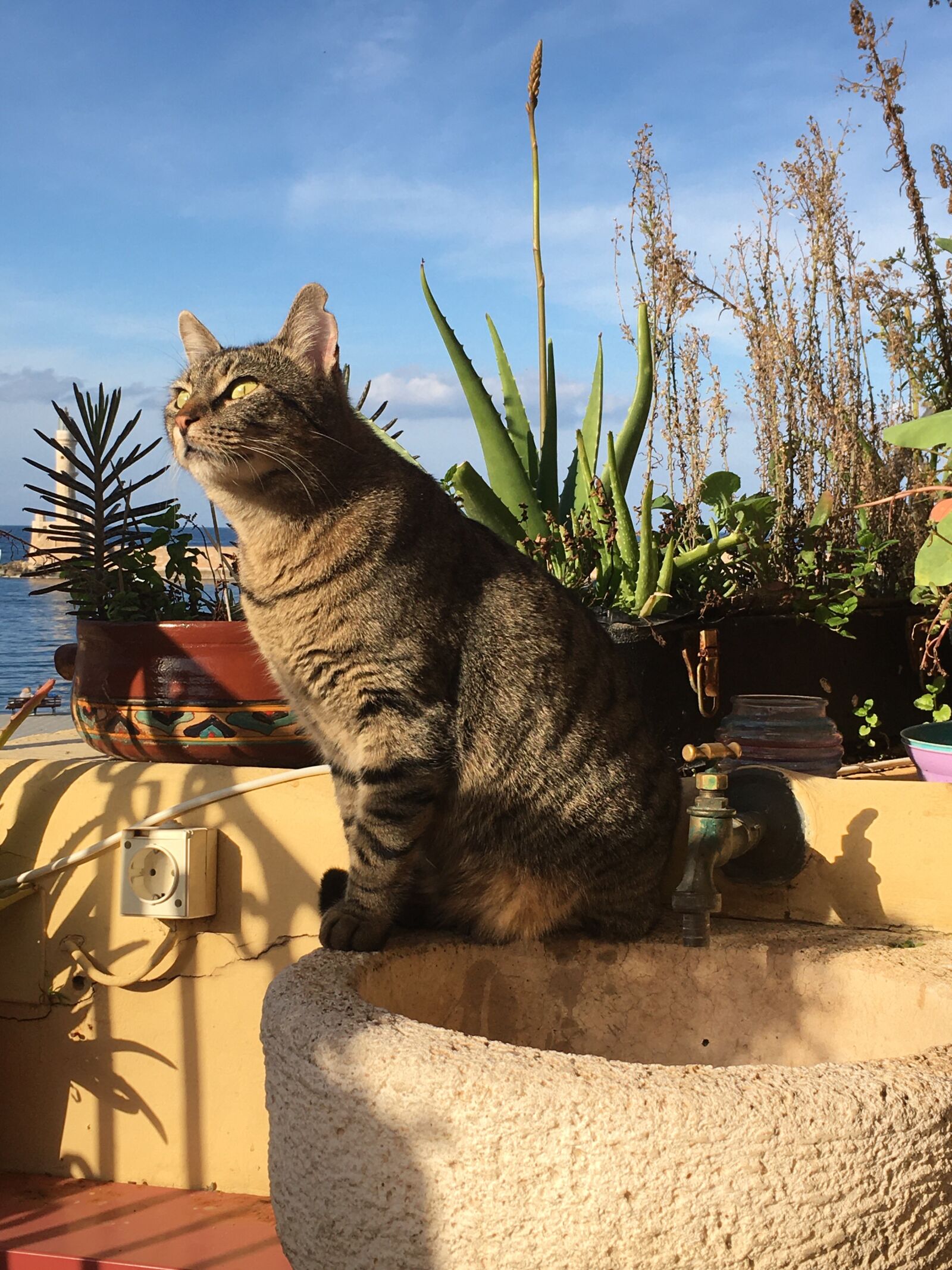Apple iPhone SE sample photo. Cat on countryside, chania photography